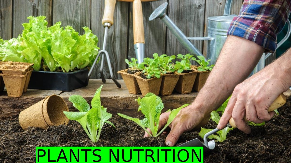 Plants Nutrition -Explaining, Requirements, Types, And More