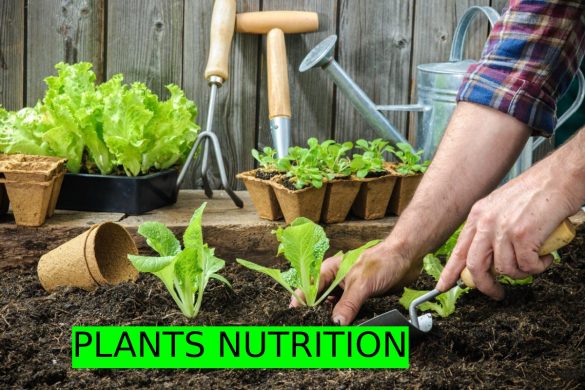 PLANTS NUTRITION