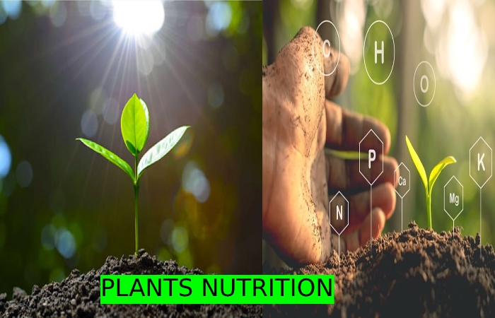 PLANTS NUTRITION