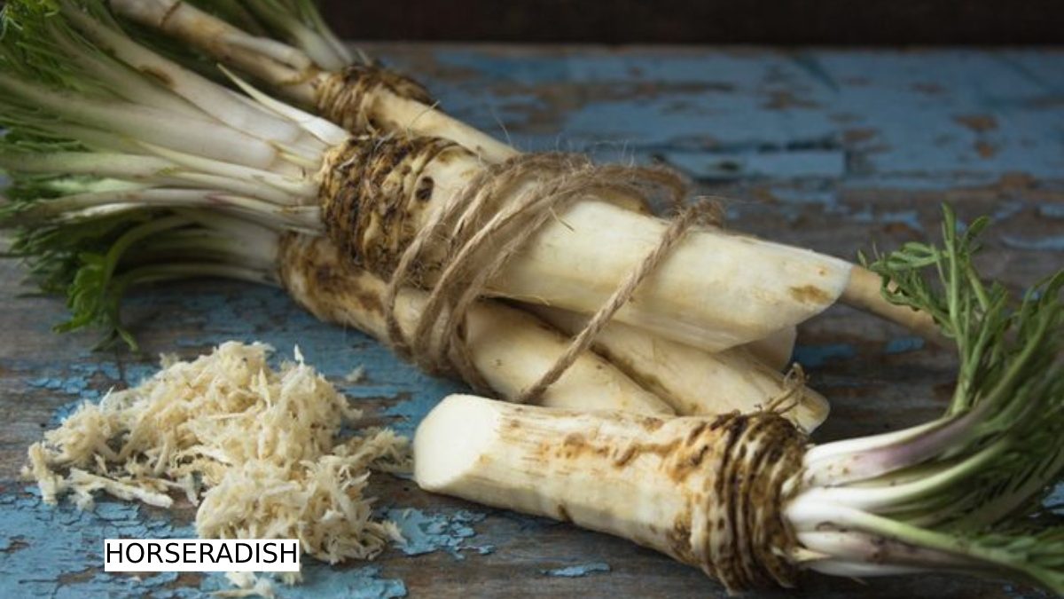 Horseradish – Meaning, Taste, Buy, Prepared, And More