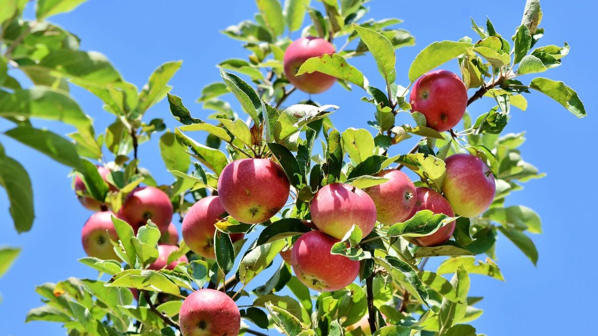 Apple Nutrition – Definition, Neurological Health, Facts, And More