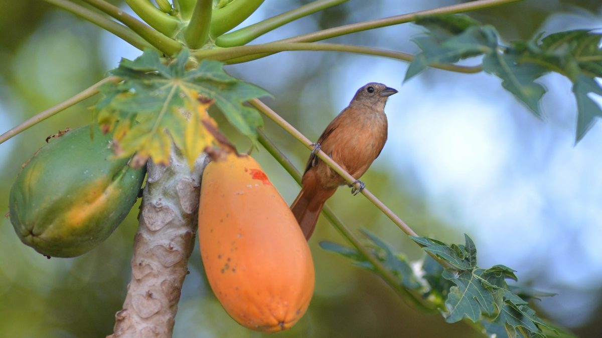 Papaya Nutrition – Definition, Facts and Benefits, And More