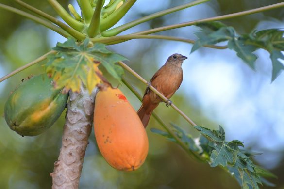 papaya