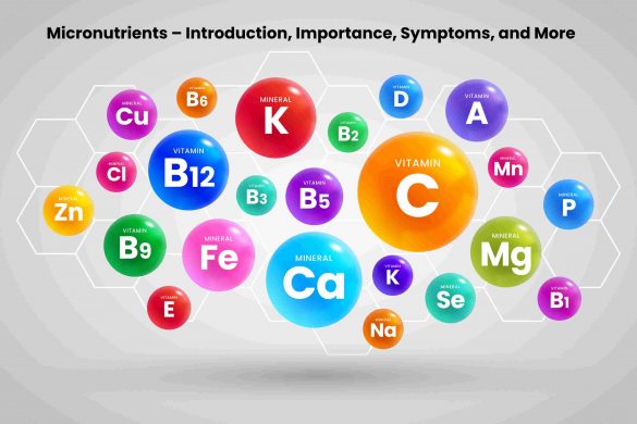 macronutrients