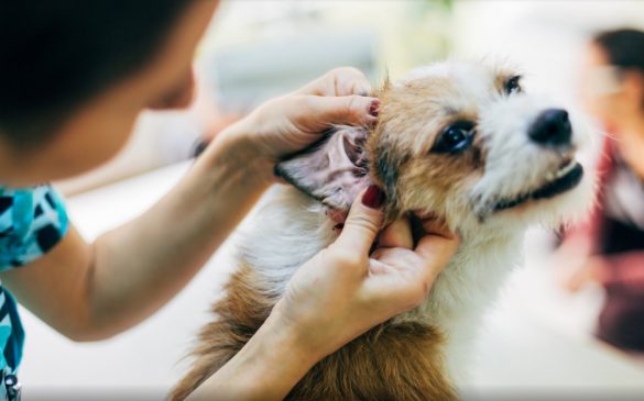 Trachea in Dogs