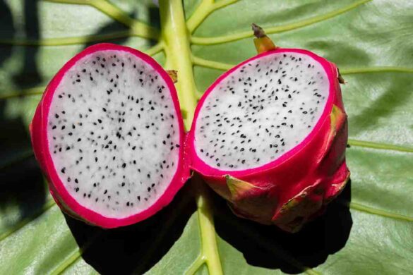 Dragon Fruit