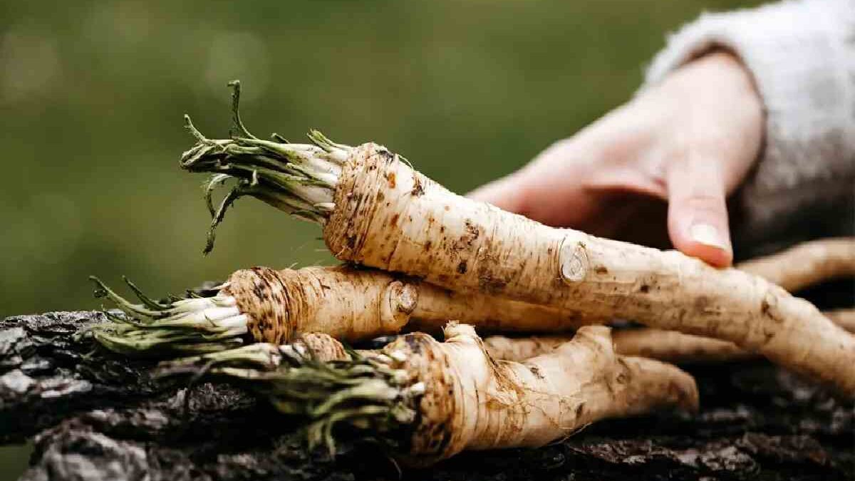 Horseradish – Meaning, Taste, Buy, Prepared, And More