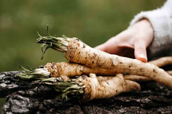Horseradish