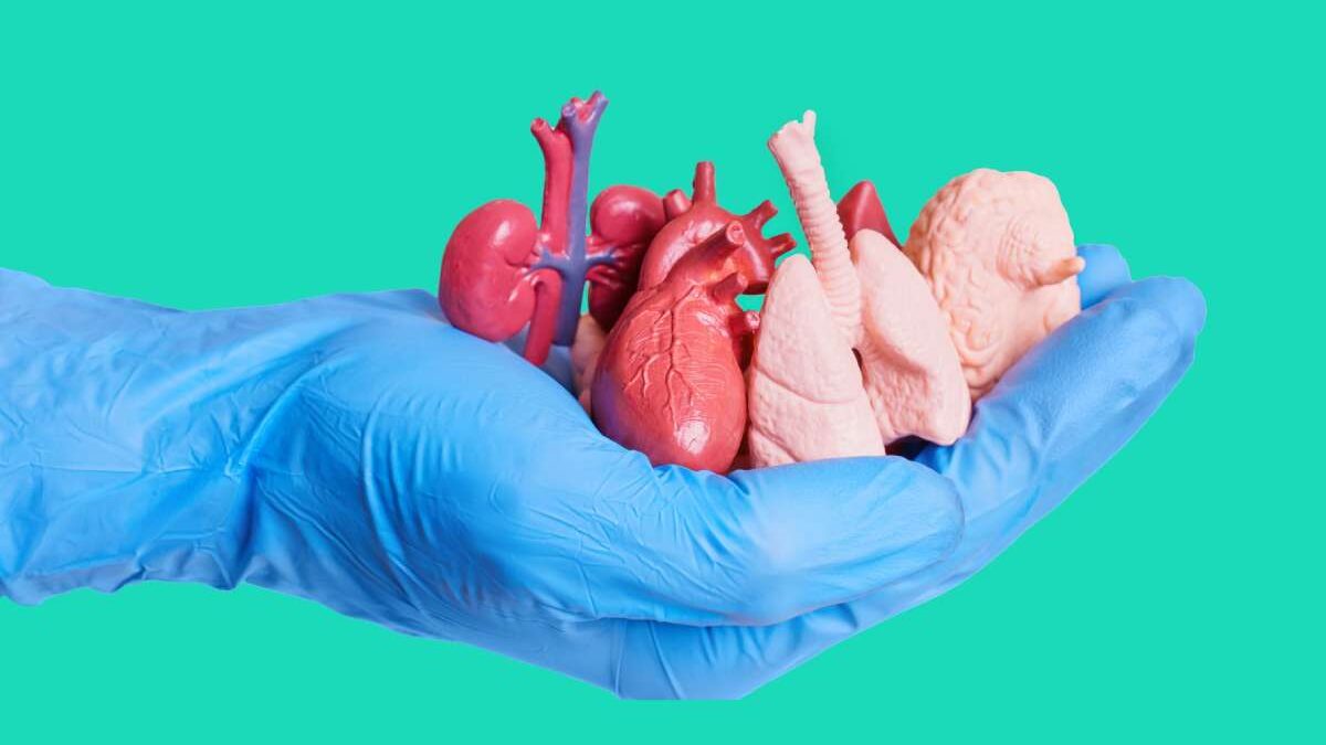 Organ Transplant – Introduction, Types, Donations, and More
